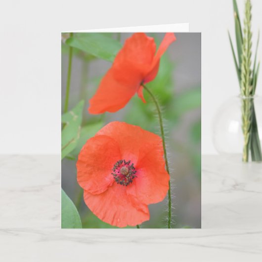 De Engelse Papavers van het Gebied Kaart (Voorkant)