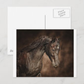 De enige hengst briefkaart (Voorkant / Achterkant)