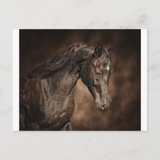De enige hengst briefkaart (Voorkant)