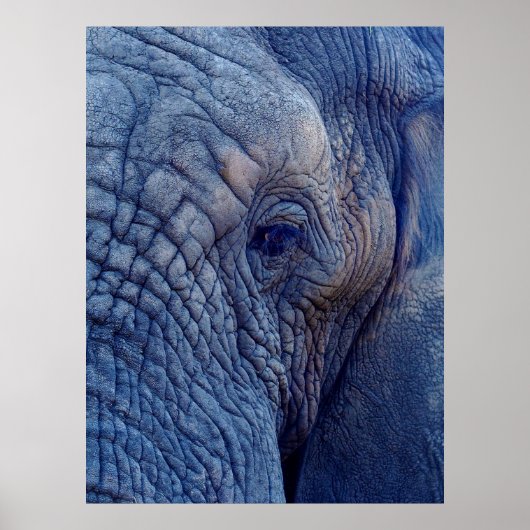 DE ERVARING GAAT MET DE ELEPHANTS OVER HUGGI POSTER (Voorkant)