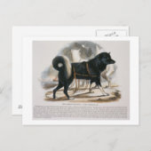 De Esquimaux Dog (Canis familiaris) Briefkaart (Voorkant / Achterkant)