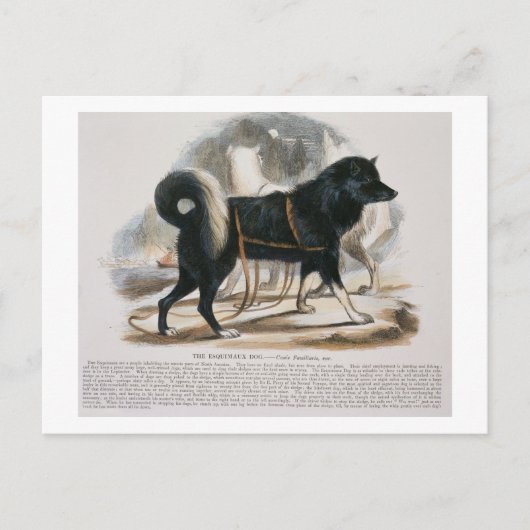 De Esquimaux Dog (Canis familiaris) Briefkaart (Voorkant)
