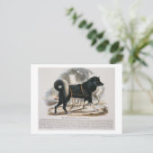 De Esquimaux Dog (Canis familiaris) Briefkaart (Staand voorkant)