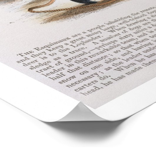 De Esquimaux Dog (Canis familiaris) Poster (Hoek)