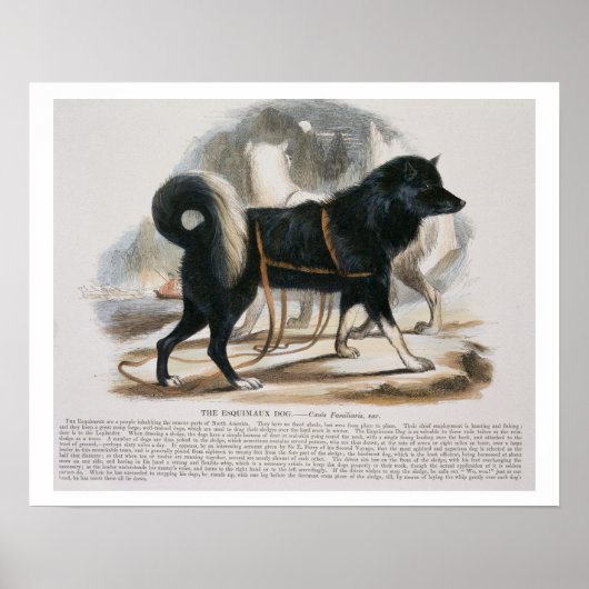 De Esquimaux Dog (Canis familiaris) Poster (Voorkant)