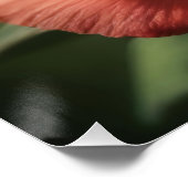 De essentie van het Roos Perfect Poster (Hoek)