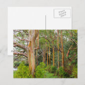 De Eucalyptus van de regenboog. Maui, Hawaï Briefkaart (Voorkant / Achterkant)