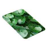 De Europese groene reuzenglanzen sluiten dicht bij Magneet (Rechterzijde)