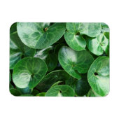 De Europese groene reuzenglanzen sluiten dicht bij Magneet (Horizontaal)