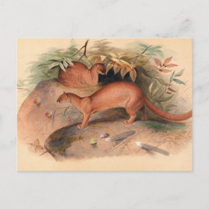 De Eyra van Joseph Wolf Briefkaart