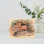 De Eyra van Joseph Wolf Briefkaart (Staand voorkant)