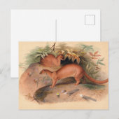 De Eyra van Joseph Wolf Briefkaart (Voorkant / Achterkant)