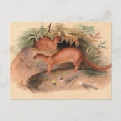 De Eyra van Joseph Wolf Briefkaart (Voorkant)