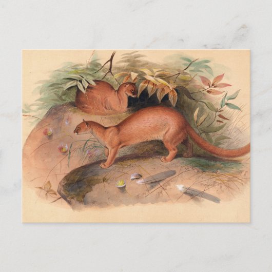 De Eyra van Joseph Wolf Briefkaart (Voorkant)