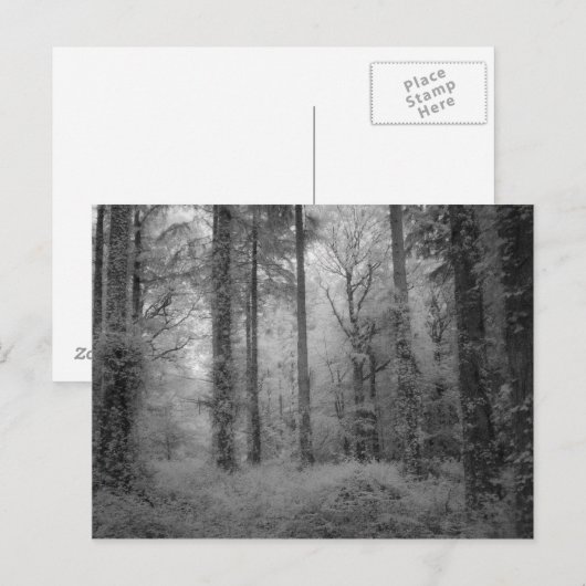 De fairies van de Bossen van Werndee No1 Briefkaart (Voorkant / Achterkant)