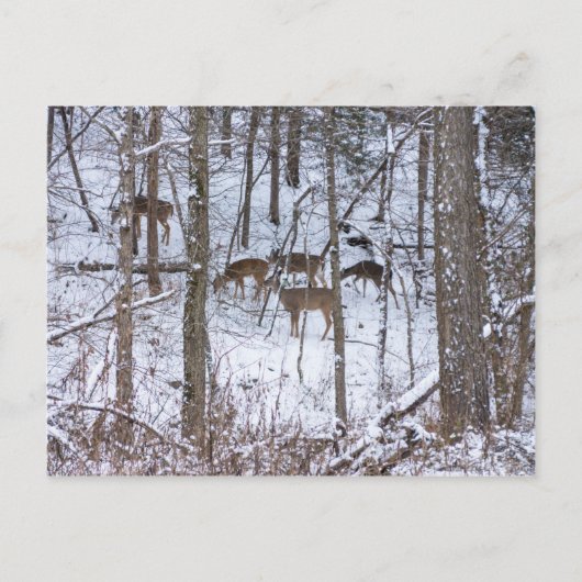De familie Deer in sneeuw Briefkaart (Voorkant)