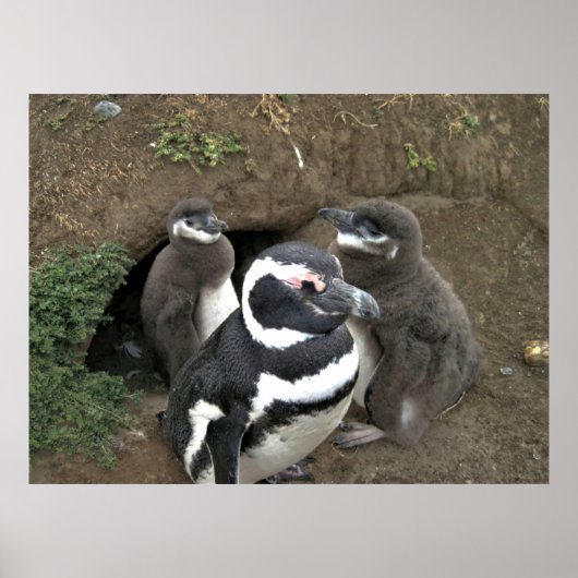 De familie Penguin Poster (Voorkant)