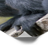 De familie Siamang Gibbon ontspanning in de wilde  Poster (Hoek)