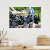 De familie Siamang Gibbon ontspanning in de wilde  Poster (Keuken)