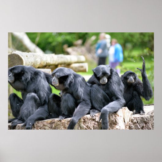 De familie Siamang Gibbon ontspanning in de wilde  Poster (Voorkant)