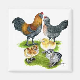 De Familie van de Kip van Ameraucana Magneet