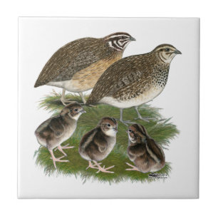 De Familie van de Kwartels van Coturnix Tegeltje