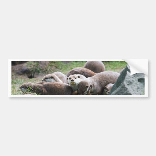 De familie van otters bumpersticker (Voorkant)