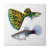 De Fancy Fantail Guppies Tile Tegeltje (Voorkant)