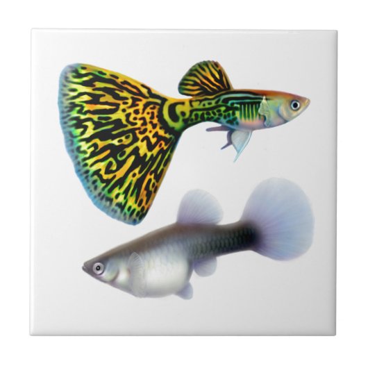 De Fancy Fantail Guppies Tile Tegeltje (Voorkant)