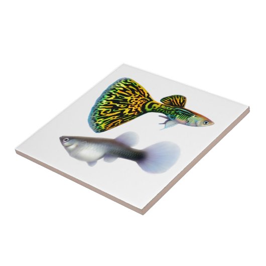 De Fancy Fantail Guppies Tile Tegeltje (Zijkant)