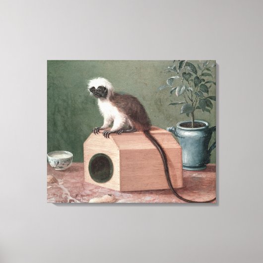 De favoriete aap van Carl Linnaeus Canvas Afdruk (Voorkant)