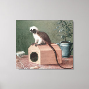 De favoriete aap van Carl Linnaeus Canvas Afdruk