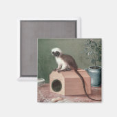 De favoriete aap van Carl Linnaeus Magneet (Voorkant / Achterkant)