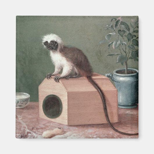 De favoriete aap van Carl Linnaeus Magneet (Voorkant)