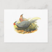 De Fazant van Kalij Briefkaart (Voorkant)