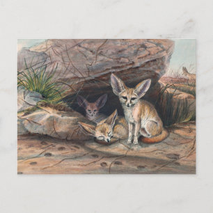 De Fennec Fox van Joseph Wolf Briefkaart