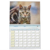 De Feral LiFe Fotokatten 2025 Kalender (Jan 2027)