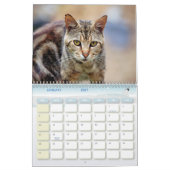 De Feral LiFe Fotokatten 2025 Kalender (Jan 2027)