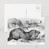 De Ferret Briefkaart (Voorkant / Achterkant)