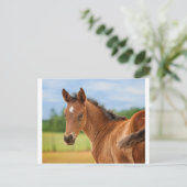 De film briefkaart (Staand voorkant)