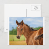 De film briefkaart (Voorkant / Achterkant)