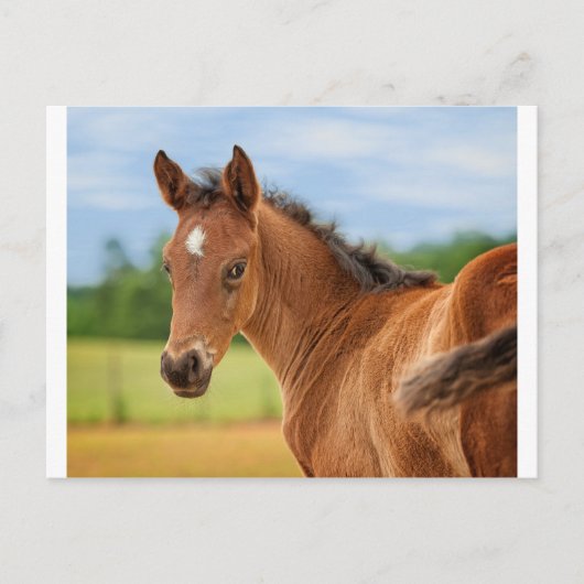 De film briefkaart (Voorkant)