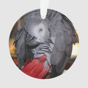 De flexibele Afrikaanse Grijze Papegaai van de Ornament