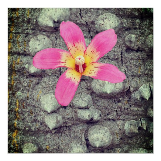 De floszijde boom. Ceiba speciosa. Poster (Voorkant)