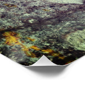 De floszijde boom. Ceiba speciosa. Poster (Hoek)