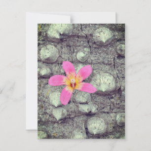 De floszijde boom. Ceiba speciosa. Poster Briefkaart