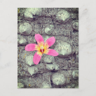 De floszijde boom. Ceiba speciosa. Poster Feestdagenkaart