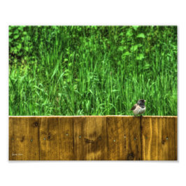 De fluffy Bird Foto Afdruk