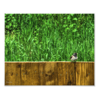 De fluffy Bird Foto Afdruk