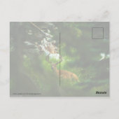 De Forest Prince Briefkaart (Achterkant)